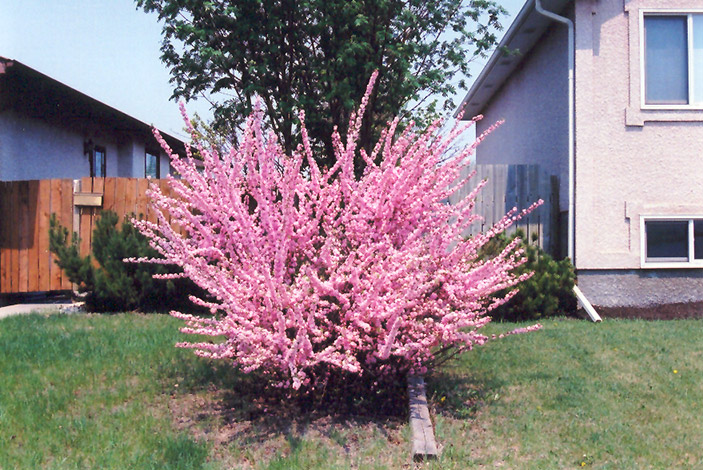Double Flowering Plum (Prunus triloba 'Multiplex') at C & S Country Gardens