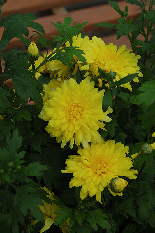 Morden Canary Chrysanthemum (Chrysanthemum 'Morden Canary') at C & S Country Gardens