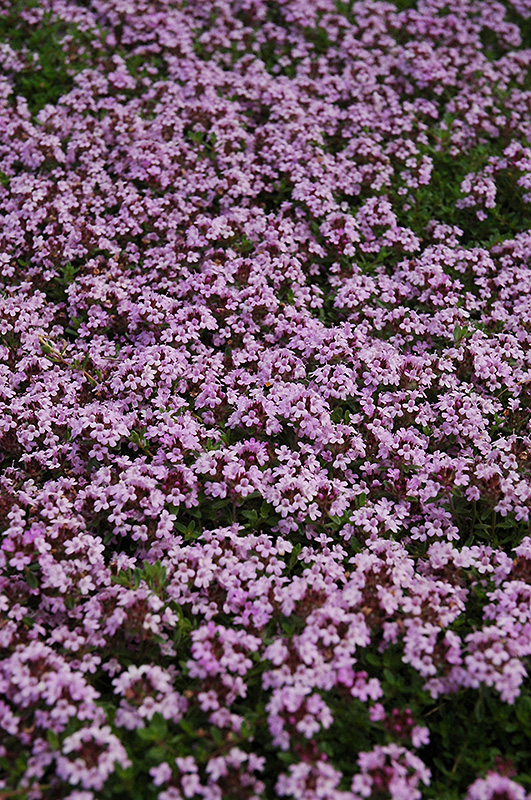 Red Creeping Thyme (Thymus praecox 'Coccineus') at C & S Country Gardens