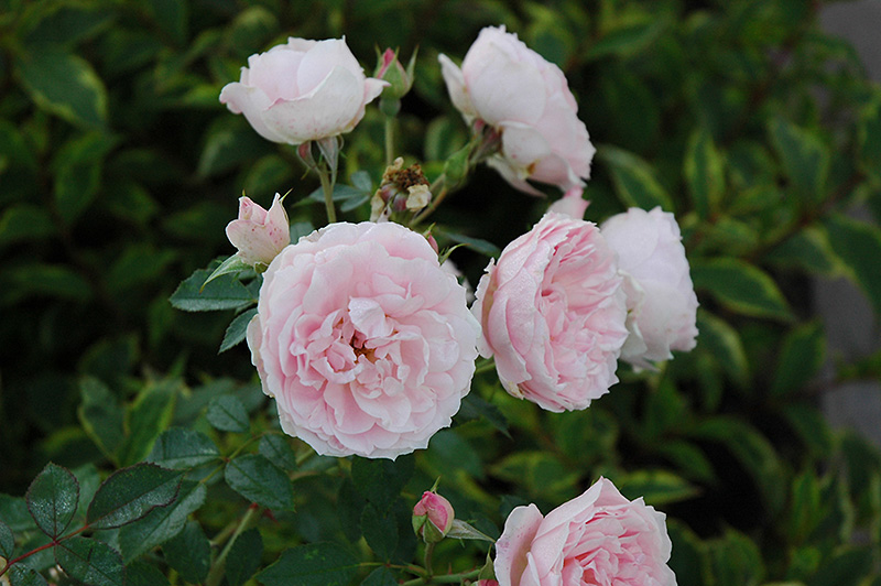 Morden Blush Rose (Rosa 'Morden Blush') at C & S Country Gardens