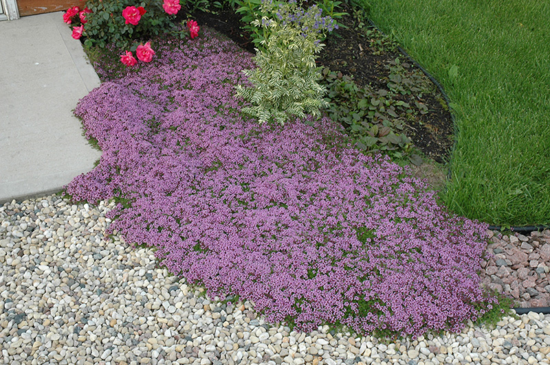 Red Creeping Thyme (Thymus praecox 'Coccineus') at C & S Country Gardens
