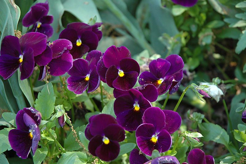 Matrix Purple Pansy (Viola 'PAS770616') at C & S Country Gardens