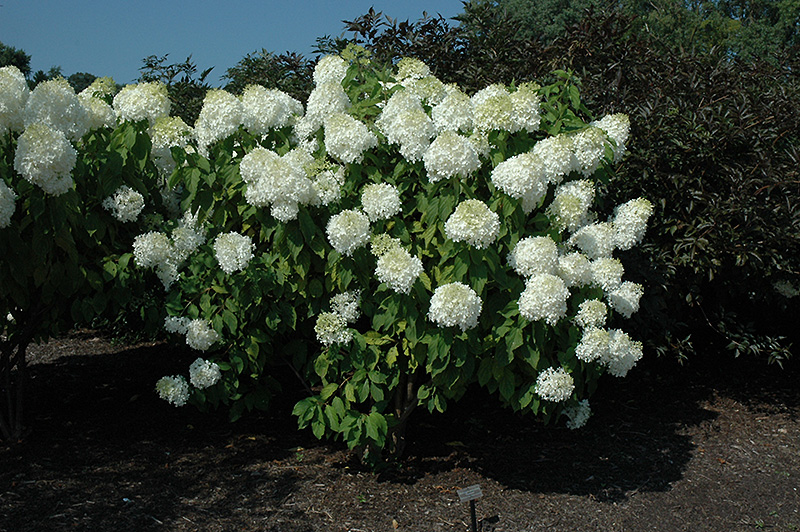 Phantom Hydrangea (Hydrangea paniculata 'Phantom') at C & S Country Gardens