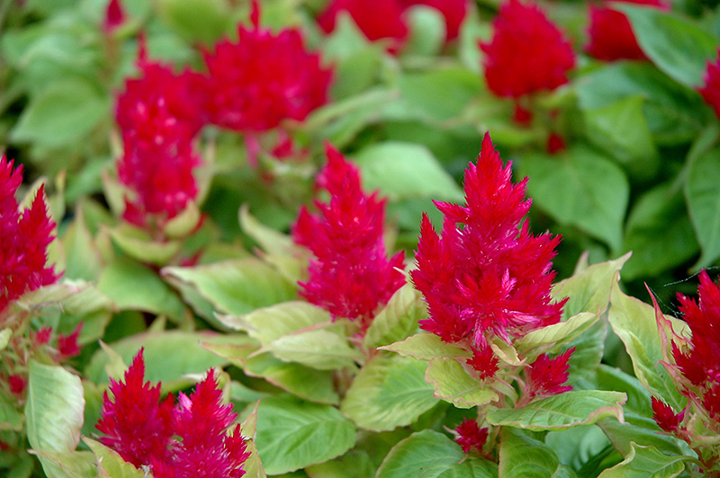 Icecream Cherry Celosia (Celosia 'Icecream Cherry') at C & S Country Gardens