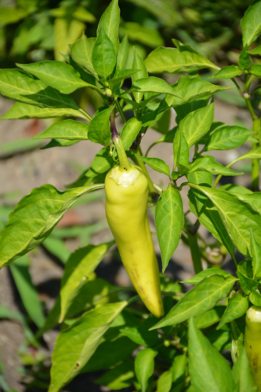 Hungarian Hot Wax Pepper (Capsicum annuum 'Hungarian Hot Wax') at C & S Country Gardens