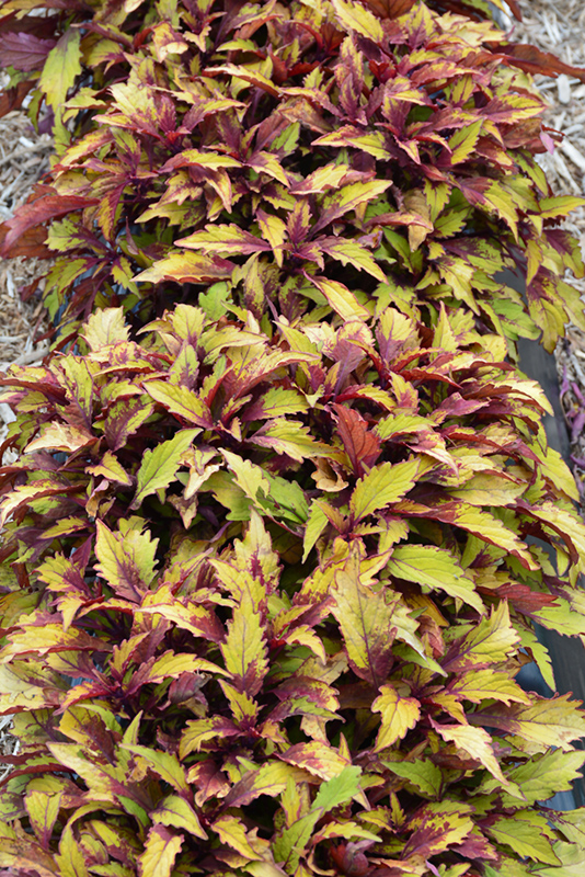 FlameThrower Spiced Curry Coleus (Solenostemon scutellarioides 'Spiced Curry') at C & S Country Gardens