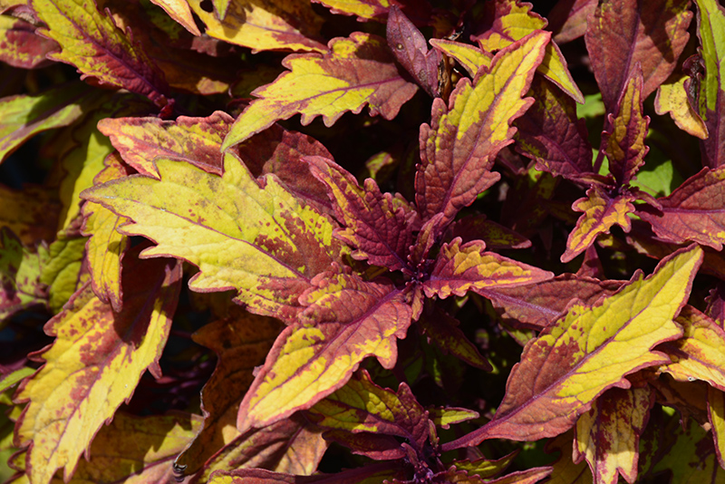 FlameThrower Spiced Curry Coleus (Solenostemon scutellarioides 'Spiced Curry') at C & S Country Gardens