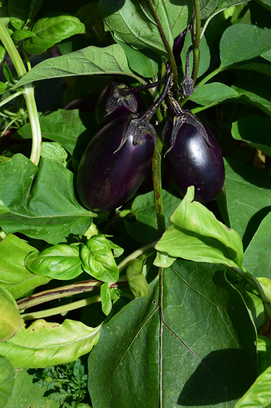 Patio Baby Eggplant (Solanum melongena 'Patio Baby') at C & S Country Gardens