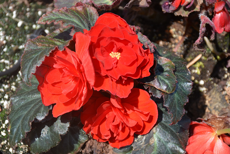Nonstop Mocca Red Begonia (Begonia 'Nonstop Mocca Red') at C & S Country Gardens