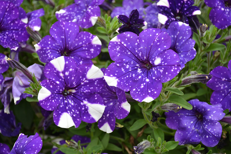 Headliner Night Sky Petunia (Petunia 'KLEPH15313') in Lorette West