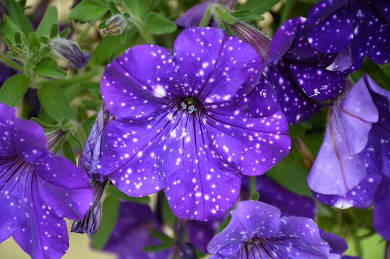 Headliner Night Sky Petunia (Petunia 'KLEPH15313') In Lorette West ...