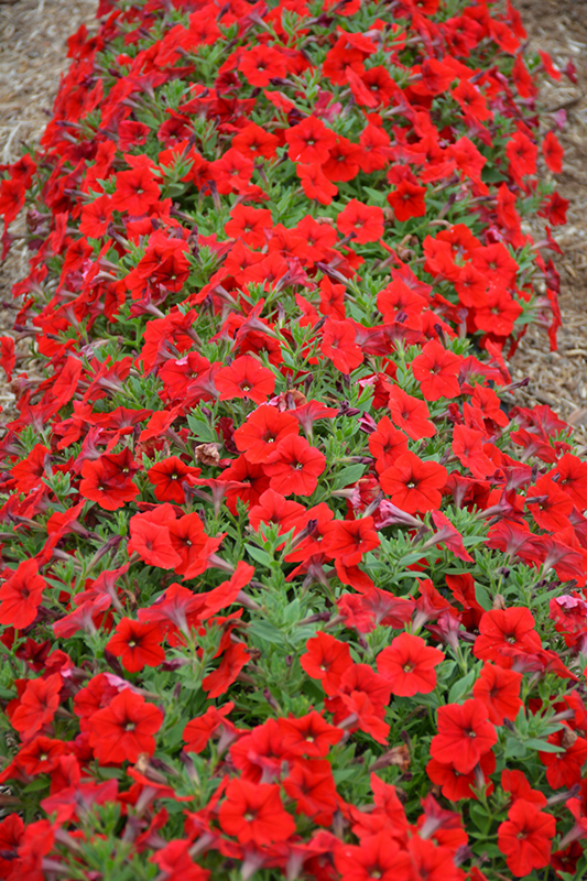 Easy Wave Red Petunia (Petunia 'Easy Wave Red') at C & S Country Gardens