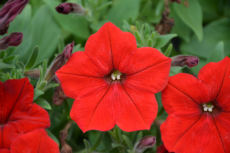 Easy Wave Red Petunia (Petunia 'Easy Wave Red') at C & S Country Gardens
