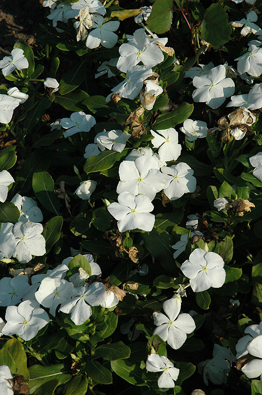 Titan Pure White Vinca (Catharanthus roseus 'Titan Pure White') at C & S Country Gardens
