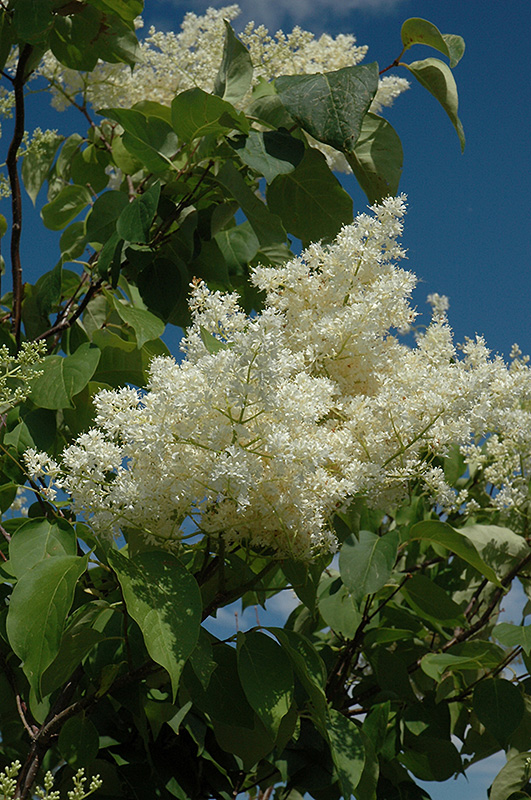 Ivory Silk Tree Lilac (tree form) (Syringa reticulata 'Ivory Silk (tree form)') at C & S Country Gardens
