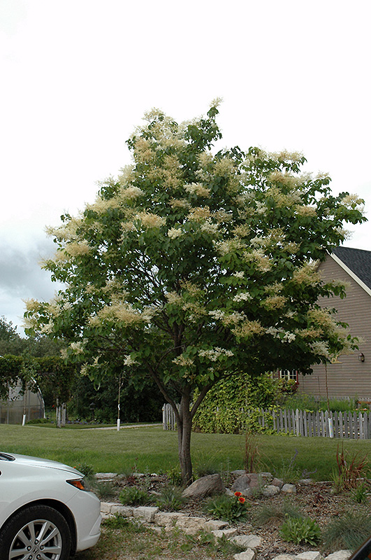 Japanese Tree Lilac (Syringa reticulata) at C & S Country Gardens