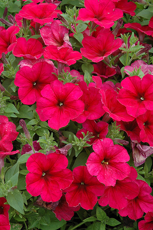 Easy Wave Berry Velour Petunia (Petunia 'Easy Wave Berry Velour') at C & S Country Gardens