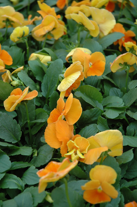 Matrix Orange Pansy (Viola 'PAS491790') at C & S Country Gardens