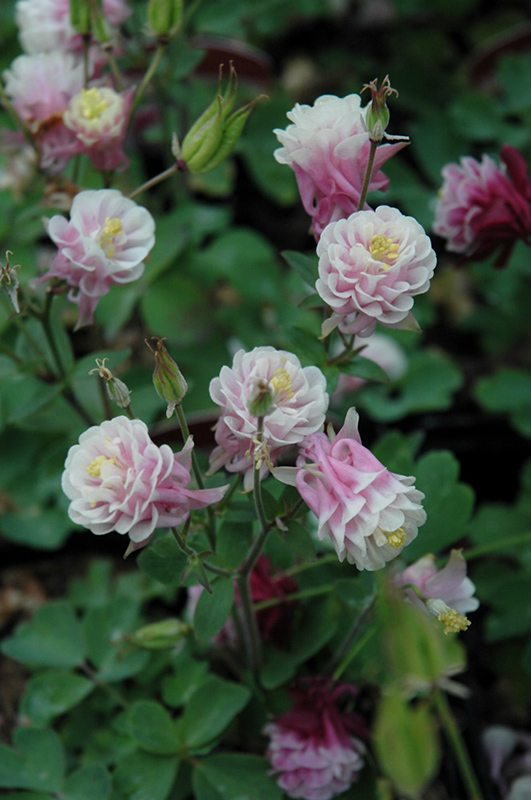 Winky Double Rose And White Columbine (Aquilegia 'Winky Double Rose And White') at C & S Country Gardens