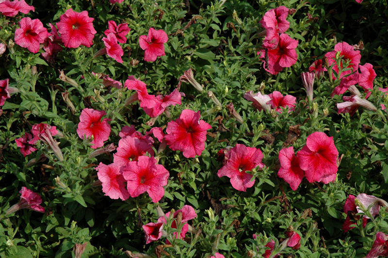 Daddy Red Petunia (Petunia 'Daddy Red') at C & S Country Gardens