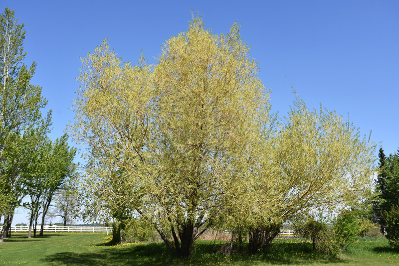 Golden Willow (Salix alba 'Vitellina') at C & S Country Gardens