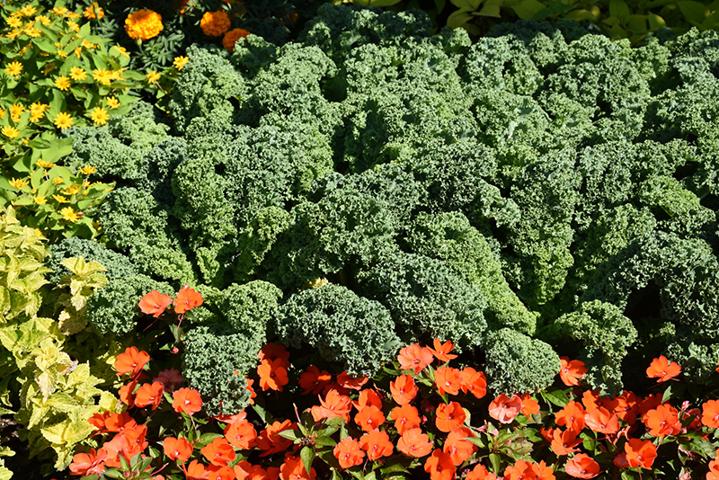 Prizm Kale (Brassica oleracea var. sabellica 'Prizm') at C & S Country Gardens
