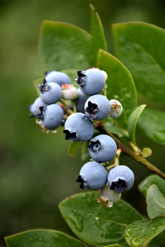Northblue Blueberry (Vaccinium 'Northblue') at C & S Country Gardens