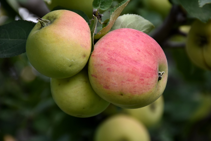 Norland Apple (Malus 'Norland') at C & S Country Gardens