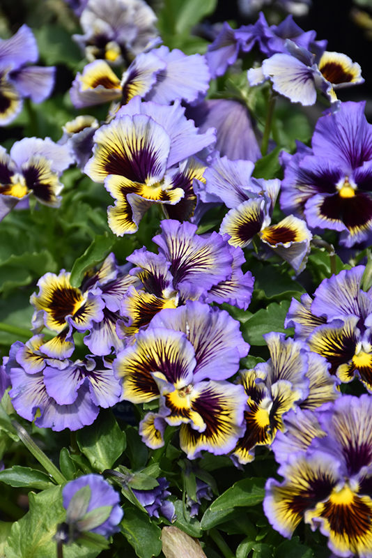 Frizzle Sizzle Yellow Blue Swirl Pansy (Viola x wittrockiana 'Frizzle Sizzle Yellow Blue Swirl') at C & S Country Gardens