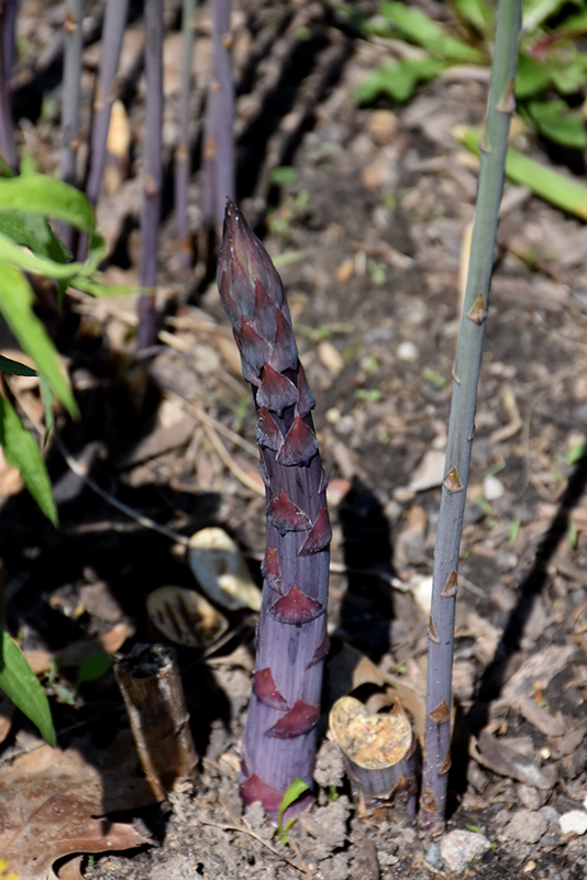 Sweet Purple Asparagus (Asparagus 'Sweet Purple') at C & S Country Gardens