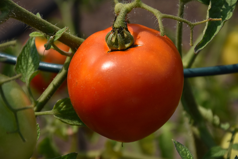 Better Boy Tomato (Solanum lycopersicum 'Better Boy') at C & S Country Gardens