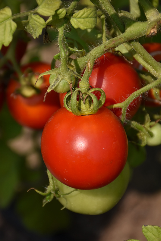 Red Racer Tomato (Solanum lycopersicum 'Red Racer') at C & S Country Gardens