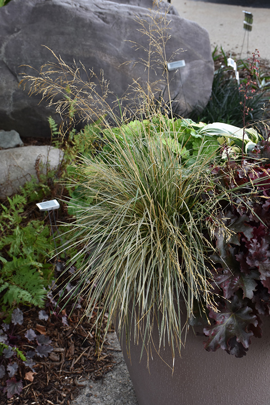 Northern Lights Tufted Hair Grass (Deschampsia cespitosa 'Northern Lights') at C & S Country Gardens