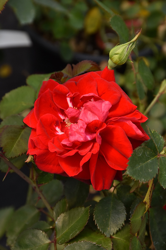 Canadian Shield Rose (Rosa 'CCA576') at C & S Country Gardens