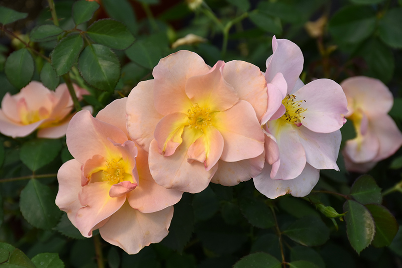 Chinook Rose (Rosa 'VLR001') at C & S Country Gardens