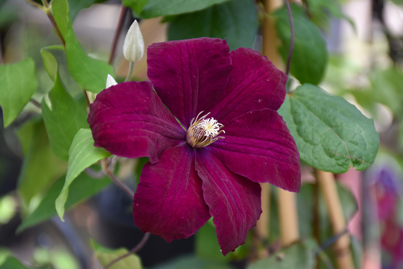 Rouge Cardinal Clematis (Clematis 'Rouge Cardinal') at C & S Country Gardens