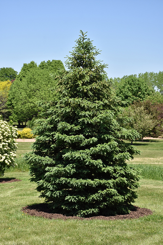 Black Hills Spruce (Picea glauca 'Densata') at C & S Country Gardens