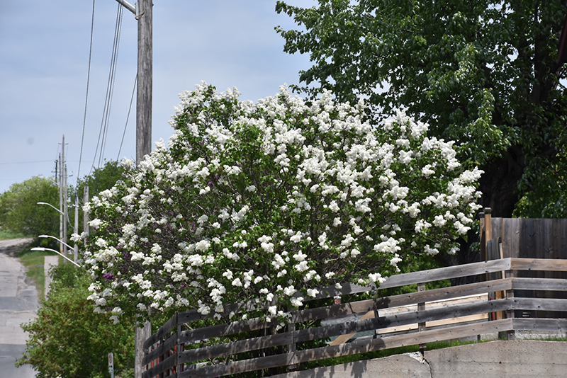 White French Lilac (Syringa vulgaris 'Alba') at C & S Country Gardens