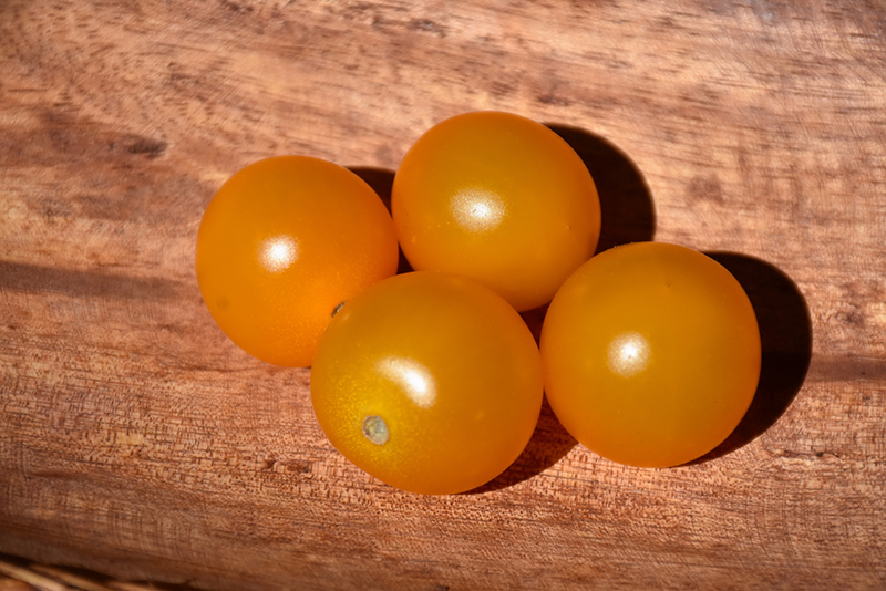 Sungold Tomato (Solanum lycopersicum 'Sungold') at C & S Country Gardens