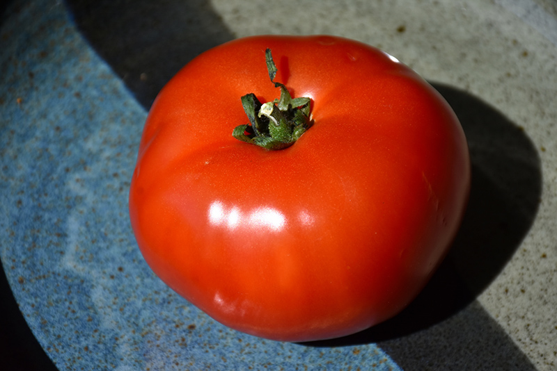 Bush Early Girl Tomato (Solanum lycopersicum 'Bush Early Girl') at C & S Country Gardens