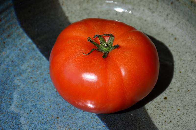 Super Fantastic Tomato (Solanum lycopersicum 'Super Fantastic') at C & S Country Gardens