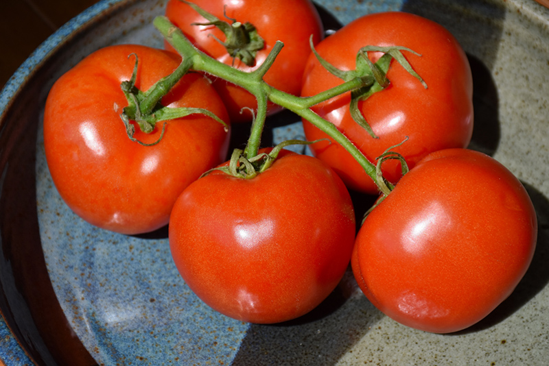 Manitoba Tomato (Solanum lycopersicum 'Manitoba') at C & S Country Gardens