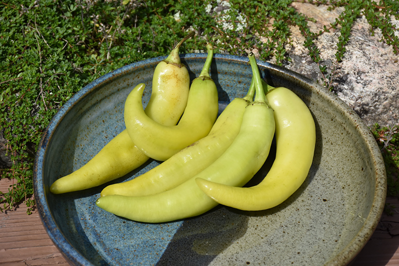 Sweet Banana Pepper (Capsicum annuum 'Sweet Banana') at C & S Country Gardens