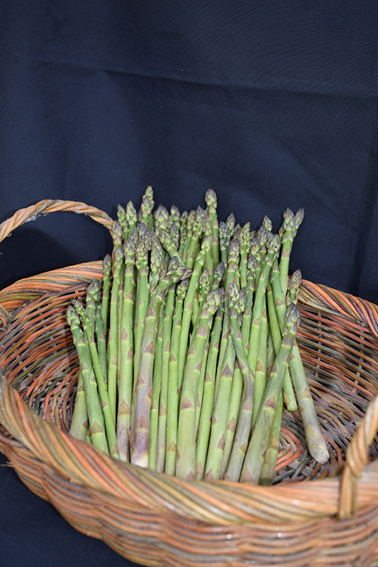 Jersey Knight Asparagus (Asparagus 'Jersey Knight') at C & S Country Gardens