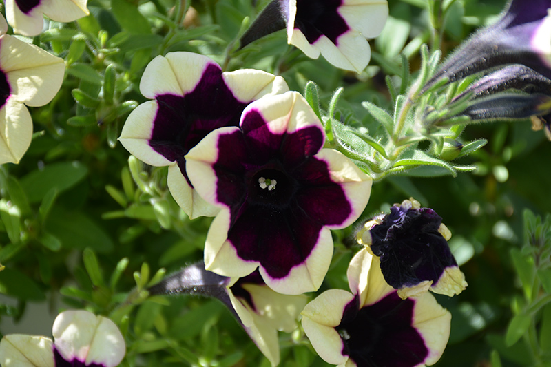 Headliner Dark Saturn Petunia (Petunia 'KLEPH18130') at C & S Country Gardens