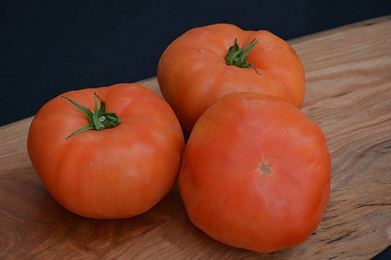 Classic Beefsteak Tomato (Solanum lycopersicum 'Beefsteak') at C & S Country Gardens