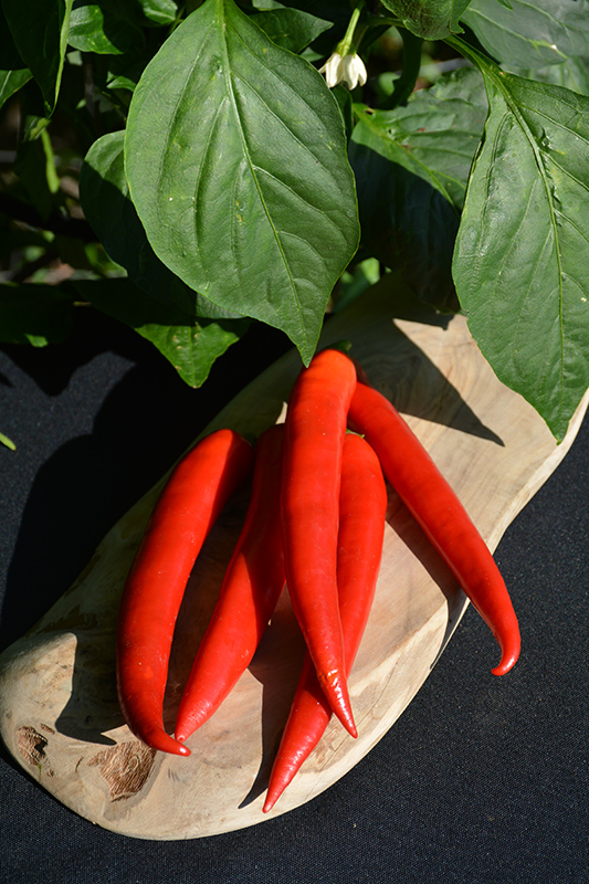 Super Chili Pepper (Capsicum annuum 'Super Chili') at C & S Country Gardens