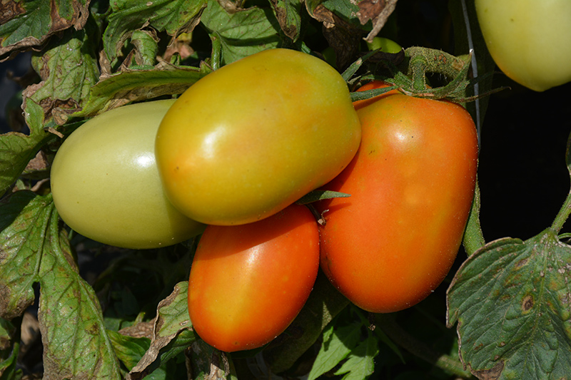 Roma VF Tomato (Solanum lycopersicum 'Roma VF') at C & S Country Gardens