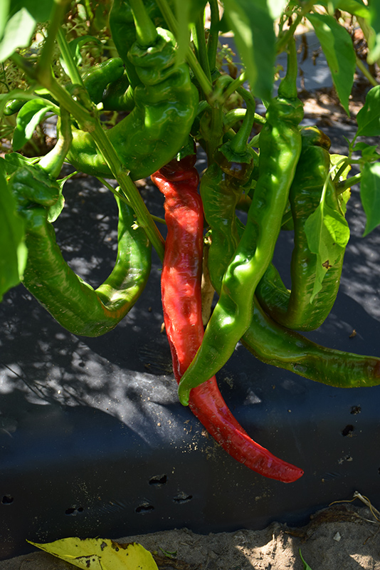 Long Thin Cayenne Pepper (Capsicum annuum 'Long Thin Cayenne') at C & S Country Gardens